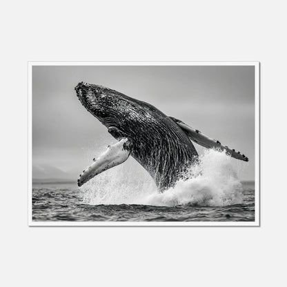 Oceanic Whale - Wildlife Worlds